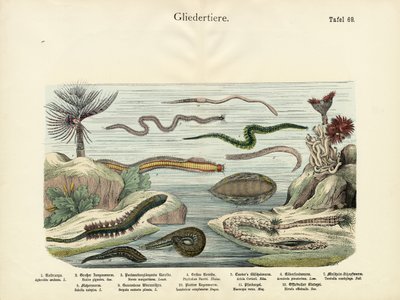 Arthropods by German School